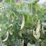 Pois mangetout - Golden Sweet - BIO
