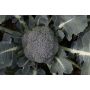 Brocoli - Floris - BIO