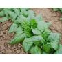 Épinard - Verdil - BIODYNAMIQUE 