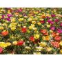 Portulaca grandiflora – Pourpier à grandes fleurs - BIODYNAMIQUE