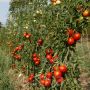 Tomate charnue - Rondobella - BIODYNAMIQUE