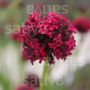 Silene asterias – Silène rouge-sang