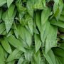 Allium ursinum - Ail des Ours - BIO