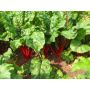 Blette/Bette à carde - Rhubarb Chard - BIO