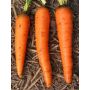 Carotte d'hiver - Flakkée 2 - BIO