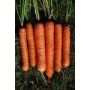 Carotte - Robila - BIODYNAMIQUE