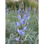 Lupin bleu 75g - BIO