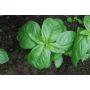 Basilic à feuilles moyennement grandes - BIOYNAMIQUES