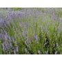 Lavandula angustifolia - Lavande - BIO