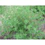 Thym - Duitse Winter - BIO