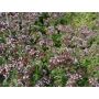 Origanum vulgare - Marjolaine sauvage (vivace) - BIO 