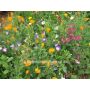 Mélange de fleurs estivales - Beauté estivale - 0,5 g - pour 1 m² - BIODYNAMIQUE