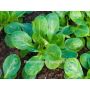 Mâche - Verte à coeur plein 2 - BIODYNAMIQUE - 50% remise - germination réduite