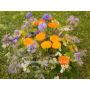 Z0390 - Fleurs de champs pour abeilles - 3 g - pour 4 m² - BIODYNAMIQUE