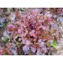 Laitue à couper - Red Salad Bowl (rouge/vert) - BIODYNAMIQUE