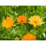 Calendula officinalis - Souci des champs mélange - BIODYNAMIQUE