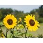 Helianthus annuus - Mélange de tournesol 'La Torre' - BIODYNAMIQUE