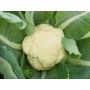 Chou-fleur - Odysseus - BIO
