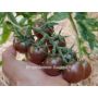 Tomate cerise - Black Cherry - BIODYNAMIQUE