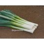 Poireau d'été - Hilari - BIODYNAMIQUE - 50% de remise - germination réduite