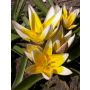Tulipe botanique - Tulipa tarda - par 10 bulbes - BIO