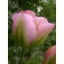 Tulipe - Groenland - 10 bulbes - BIO