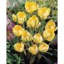 Crocus - Romance - 25 bulbes - BIO