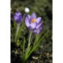 Crocus botanique - Barr's Purple - 10 bulbes - BIO