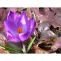 Crocus - Flower Record - 25 bulbes - BIO