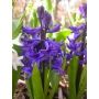 Jacinthe - Delft Blue - 3 bulbes - BIO