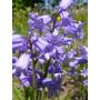 Jacinthe des bois bleue - Hyacinthoides hispanica - 25 bulbes - BIO