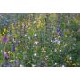 Mélange de fleurs - Florido - BIO