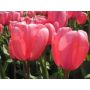 Tulipe - Pink Impression - 10 bulbes - BIO