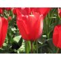 Tulipe - Red Impression - 10 bulbes - BIO