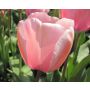 Tulipe - Salmon Impression - 10 bulbes - BIO