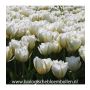 Tulipe - Exotic Emperor - White Valley - 10 bulbes - BIO