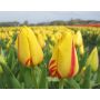 Tulipe - Freedom Flame - 10 bulbes - BIO
