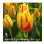 Tulipe - Freedom Flame - 10 bulbes - BIO