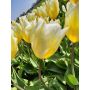 Tulipe - Sweetheart - 10 bulbes - BIO