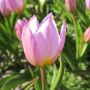 Tulipe botanique - Tulipa bakerii 'Lilac Wonder' - 10 bulbes - BIO