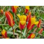 Tulipe botanique - Tulipa clusiana var. Chrysantha - 10 bulbes - BIO