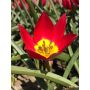Tulipe botanique - Tulipa humilis 'Red Beauty' - 10 bulbes - BIO
