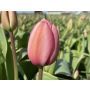 Tulipe - Design Impression - 10 bulbes - BIO