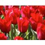 Tulipe - Strong Love - 10 bulbes - BIO