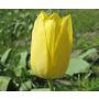 Tulipe - Muscadet - 10 bulbes - BIO