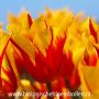 Tulipe - Fire Wings - 10 bulbes - BIO