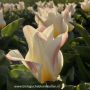 Tulipe - Primeur Pride - 10 bulbes - BIO