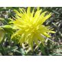 Narcisse - Rip van Winkle - 10 bulbes - BIO