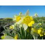 Narcisse - Topolino - BIO - 10 bulbes