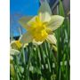Narcisse - Pueblo - 10 bulbes - BIO